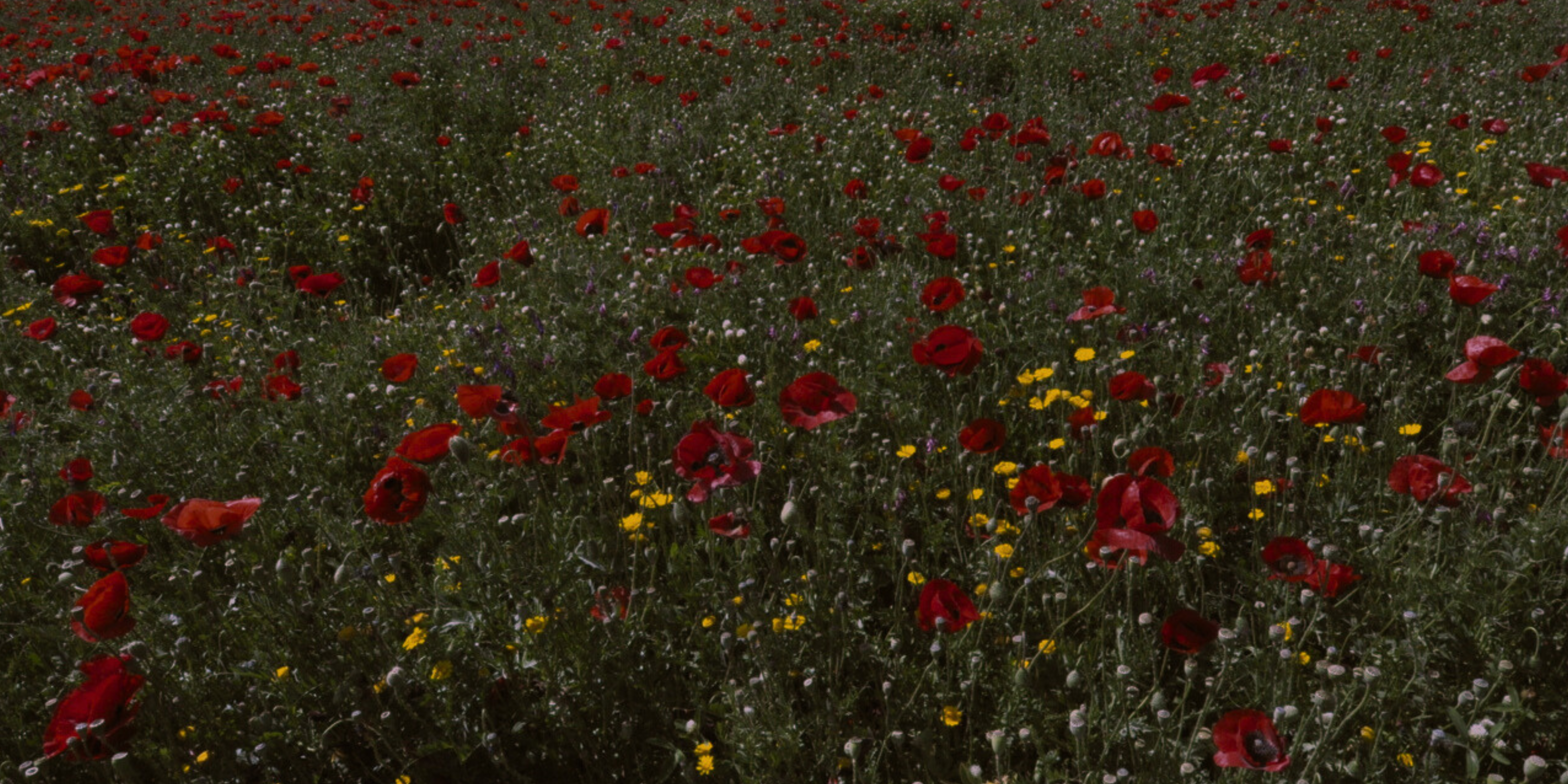 Amapolas en el sur de Israel